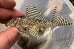 9878E357-23CA-4736-9B45-9D78259FD20C-scaled