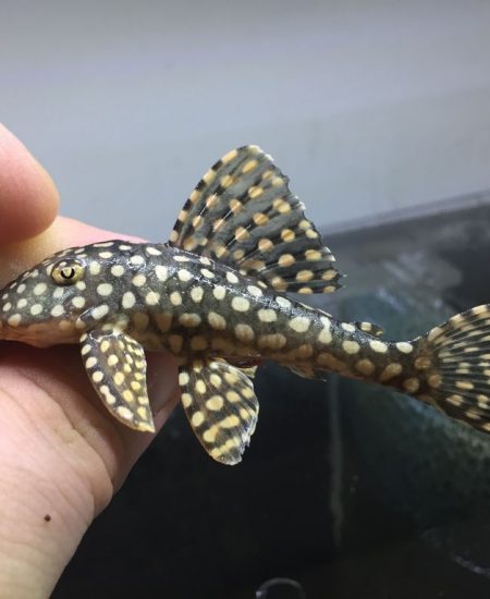 L253 Scobinancistrus Black Goldie