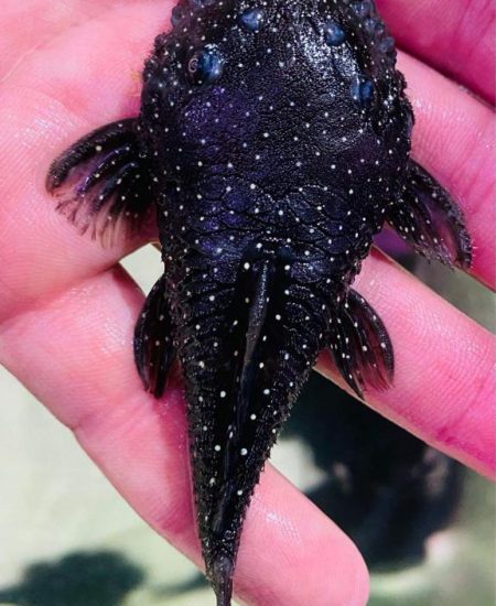 L255 Ancistrus Medusa Pleco