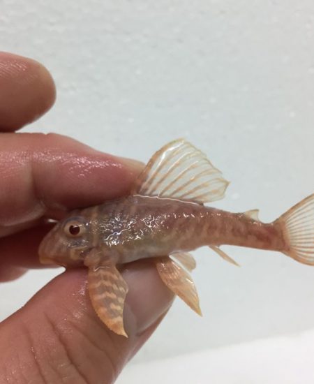 L333 Hypancistrus Albino