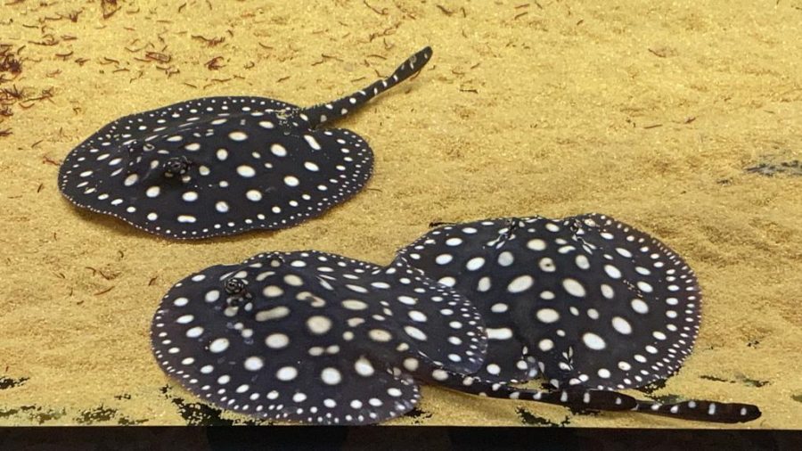 Potamotrygon