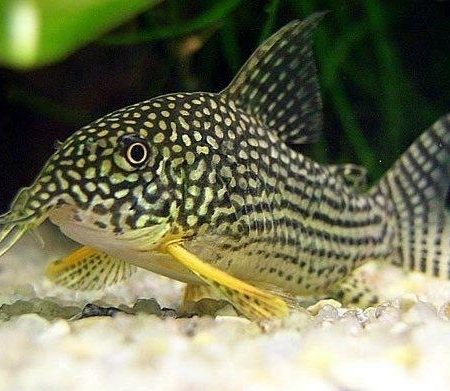 Corydoras Sterbai