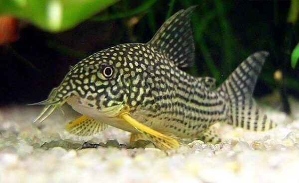 Corydoras Sterbai