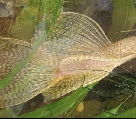 Ancistrus Long Fin Albino