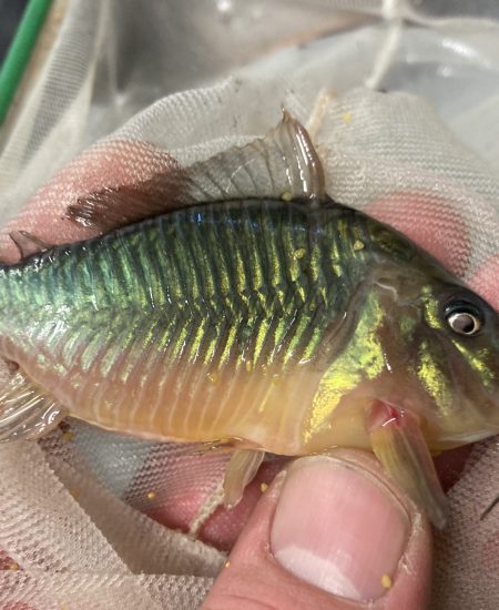 Corydoras Brochis