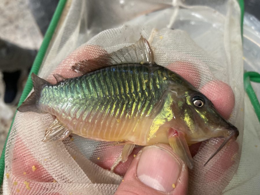 Corydoras Brochis