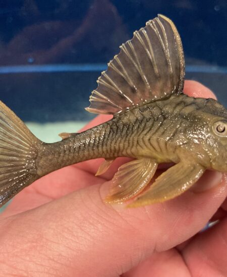 L360 Cochliodon sp Hypostomus