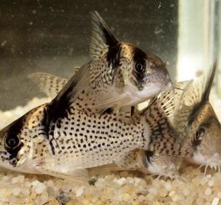 Corydoras CW 27