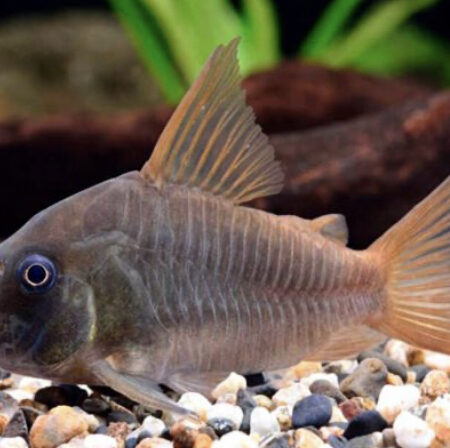 Corydoras Concolor