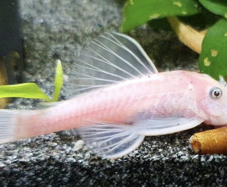 Ancistrus Snow White