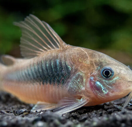Corydoras Aneus