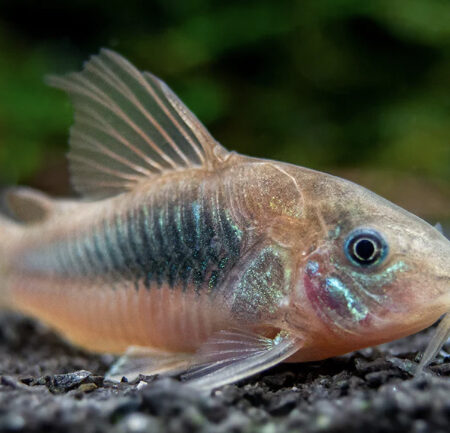 Corydoras Aneus