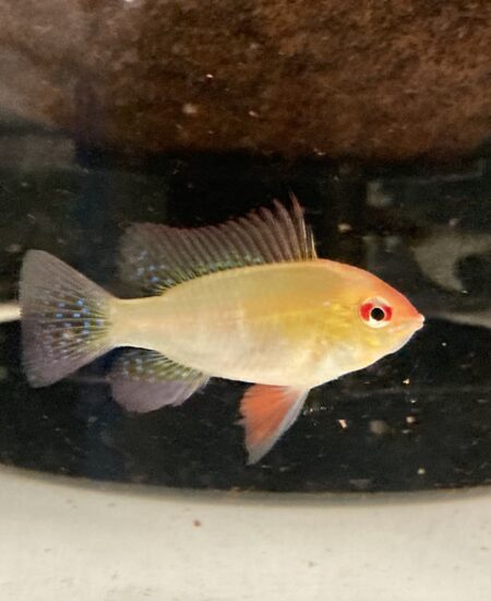 Papiliochromis Ramirezi Gold