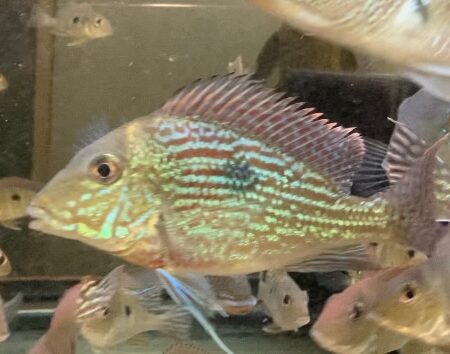 Geophagus Sveni
