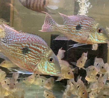 Red Tapajos